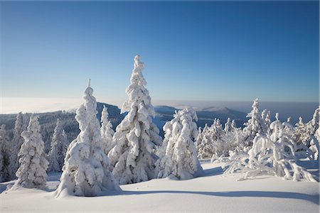 Snow Covered Spruces, Grosser Arber Mountain, Bohemian Forest, Bavaria, Germany Stock Photo - Premium Royalty-Free, Code: 600-03403941