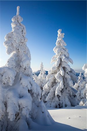 Snow Covered Spruces, Grosser Arber Mountain, Bohemian Forest, Bavaria, Germany Stock Photo - Premium Royalty-Free, Code: 600-03403942