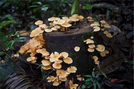 Mushrooms, Amazon Rainforest, Sacha Lodge, Ecuador Foto de stock - Sin royalties Premium, Código: 600-03439313