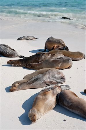 simsearch:700-00481653,k - Sea Lions, Galapagos Islands, Ecuador Stock Photo - Premium Royalty-Free, Code: 600-03439403