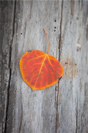 simsearch:600-03762602,k - Close-up of Fall Leaf on Log, Oregon, USA Stock Photo - Premium Royalty-Free, Code: 600-03439450