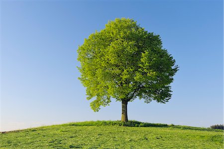 picture of single tree in field - Lime Tree, Bavaria, Germany, Europe Stock Photo - Premium Royalty-Free, Code: 600-03445364