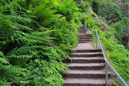 simsearch:600-03445381,k - Steps, Silver Falls State Park, Marion County, Oregon, USA Stock Photo - Premium Royalty-Free, Code: 600-03445386