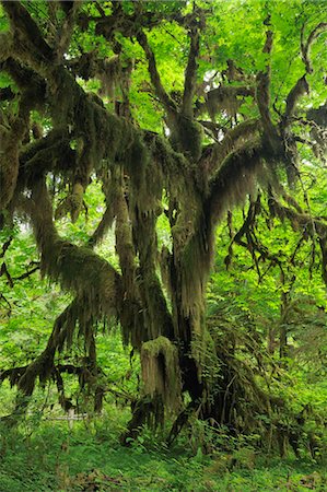 Hall of Mosses, Hoh Rain Forest, Olympic National Park, Washington State, USA Stock Photo - Premium Royalty-Free, Code: 600-03445403