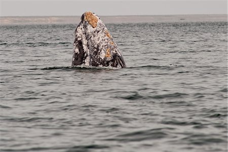 simsearch:600-03446089,k - Whale Breaching Surface, Baja, Mexico Foto de stock - Sin royalties Premium, Código: 600-03446098