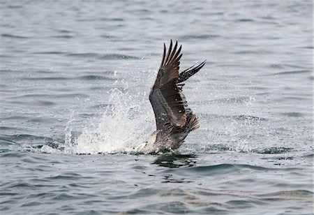 Bird Diving into Water Stock Photo - Premium Royalty-Free, Code: 600-03446100