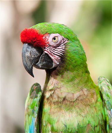 feather  close-up - Close-up of Parrot, Mexico Foto de stock - Sin royalties Premium, Código: 600-03456863