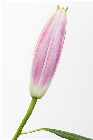 Close-up of Stargazer Lily Stock Photo - Premium Royalty-Free, Code: 600-03466560