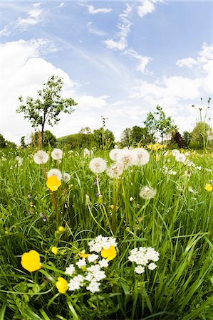 Wildflowers, Salzburg, Austria Foto de stock - Royalty Free Premium, Número: 600-03478647