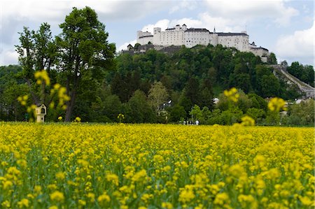 Hohensalzburg Castle and Rape Field, Salzburg, Austria Stock Photo - Premium Royalty-Free, Code: 600-03478640