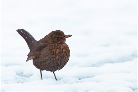 simsearch:600-03478686,k - Female Common Blackbird in Snow Stock Photo - Premium Royalty-Free, Code: 600-03478678