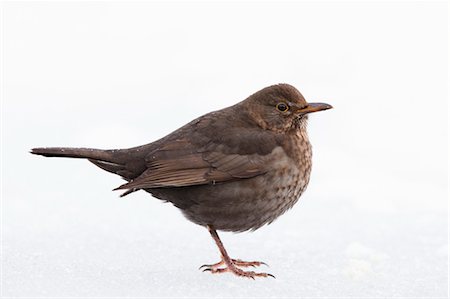 simsearch:600-03478686,k - Female Common Blackbird Stock Photo - Premium Royalty-Free, Code: 600-03478679