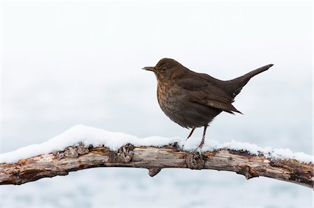 simsearch:600-03478686,k - Female Common Blackbird on Snowy Branch Stock Photo - Premium Royalty-Free, Code: 600-03478680