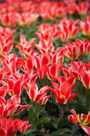 red flower - Tulip Farm, Skagit Valley, Washington, USA Stock Photo - Premium Royalty-Free, Code: 600-03484606