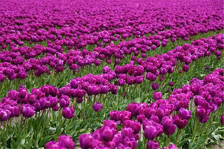 field of flowers america - Tulip Farm, Skagit Valley, Washington, USA Stock Photo - Premium Royalty-Free, Code: 600-03484609