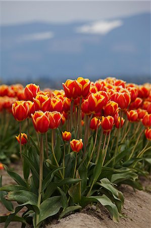 simsearch:600-03484615,k - Tulip Farm, Skagit Valley, Washington, USA Foto de stock - Sin royalties Premium, Código: 600-03484614