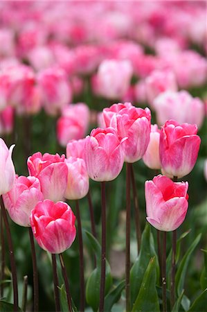 Tulip Farm, Skagit Valley, Washington, USA Stock Photo - Premium Royalty-Free, Code: 600-03484619