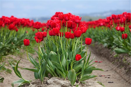 field of flowers america - Tulip Farm, Skagit Valley, Washington, USA Stock Photo - Premium Royalty-Free, Code: 600-03484612