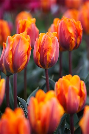 spring flowers - ferme de la tulipe, Skagit Valley, Washington, USA Photographie de stock - Premium Libres de Droits, Code: 600-03484625