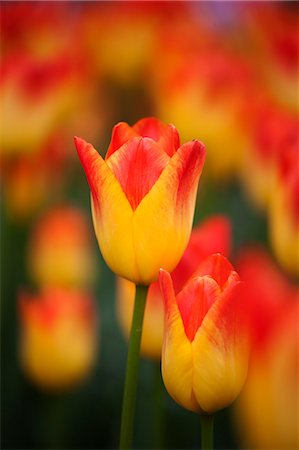 red flower - Tulip Farm, Skagit Valley, Washington, USA Stock Photo - Premium Royalty-Free, Code: 600-03484626