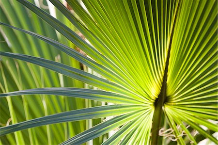palm leaf - Tropical Plant, Florida, USA Stock Photo - Premium Royalty-Free, Code: 600-03484704