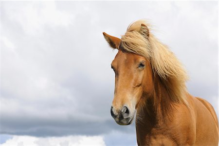 sky horses - Portrait of Icelandic Horse, Vik, South Iceland, Iceland Foto de stock - Sin royalties Premium, Código: 600-03508250