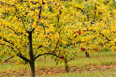 simsearch:700-00053425,k - Apple Trees in Autumn, Hawke's Bay, North Island, New Zealand Stock Photo - Premium Royalty-Free, Code: 600-03508324