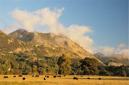 pâturage - Terres agricoles, près de Pohara, Tasman, South Island, Nouvelle-Zélande Photographie de stock - Premium Libres de Droits, Code: 600-03508350