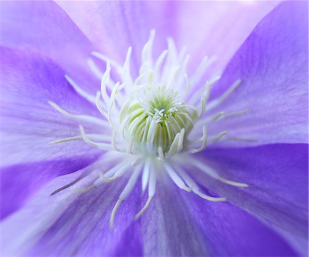 flower macro - Close up of Purple Flower Foto de stock - Sin royalties Premium, Código: 600-03502884