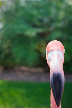 Portrait of Flamingo Stock Photo - Premium Royalty-Free, Code: 600-03502989