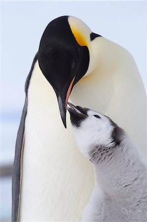 simsearch:600-01015188,k - Emperor Penguin Adult and Chick, Snow Hill Island, Antarctic Peninsula Stock Photo - Premium Royalty-Free, Code: 600-03503056