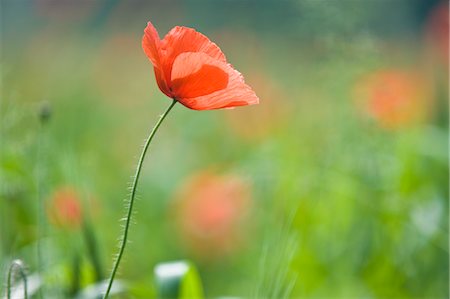 stalk - Organic Wheat Field and Poppies, Salzburg, Austria Stock Photo - Premium Royalty-Free, Code: 600-03503119