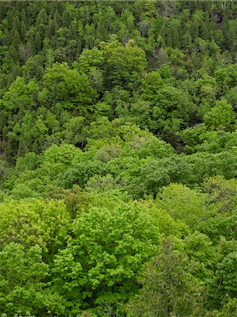 fresh air background - Beamer Falls Conservation Area, Grimsby, Ontario, Canada Foto de stock - Sin royalties Premium, Código: 600-03520695
