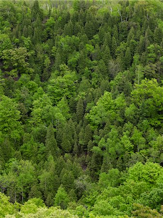 fresh air background - Beamer Falls Conservation Area, Grimsby, Ontario, Canada Foto de stock - Sin royalties Premium, Código: 600-03520696