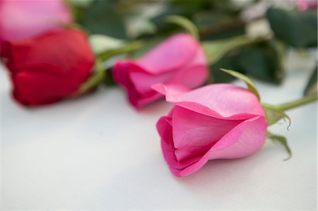 simsearch:700-03587157,k - Close-up of Roses Stock Photo - Premium Royalty-Free, Code: 600-03556616