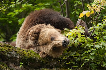 Brown Bear Resting on Rock, Bavarian Forest National Park, Bavaria, Germany Foto de stock - Sin royalties Premium, Código: 600-03567787