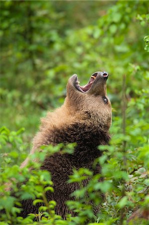 Brown Bear, Bavarian Forest National Park, Bavaria, Germany Foto de stock - Sin royalties Premium, Código: 600-03567789