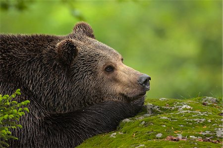 simsearch:600-03478686,k - Male Brown Bear Resting on Rock, Bavarian Forest National Park, Bavaria, Germany Stock Photo - Premium Royalty-Free, Code: 600-03567795