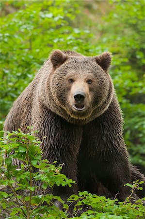 Male Brown Bear, Bavarian Forest National Park, Bavaria, Germany Foto de stock - Sin royalties Premium, Código: 600-03567796