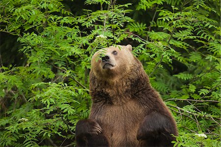 Brown Bear, Bavarian Forest National Park, Bavaria, Germany Foto de stock - Sin royalties Premium, Código: 600-03567797