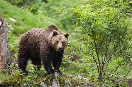 Brown Bear, Bavarian Forest National Park, Bavaria, Germany Foto de stock - Sin royalties Premium, Código: 600-03567799