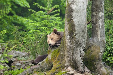 simsearch:600-03478686,k - Male Brown Bear Resting on Tree Trunk, Bavarian Forest National Park. Bavaria, Germany Stock Photo - Premium Royalty-Free, Code: 600-03567806