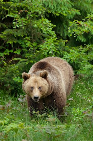 Brown Bear, Bavarian Forest National Park. Bavaria, Germany Foto de stock - Sin royalties Premium, Código: 600-03567808