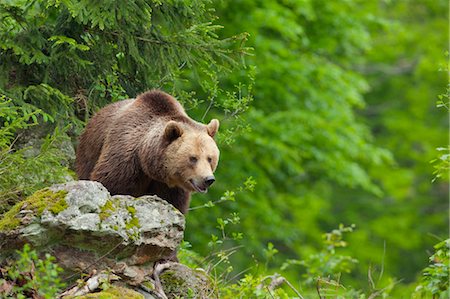 Brown Bear, Bavarian Forest National Park. Bavaria, Germany Foto de stock - Sin royalties Premium, Código: 600-03567809