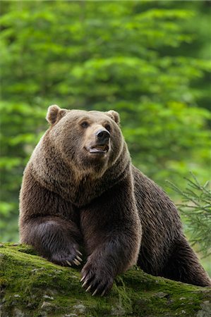 Male Brown Bear Resting on Rock, Bavarian Forest National Park, Bavaria, Germany Stock Photo - Premium Royalty-Free, Code: 600-03567803