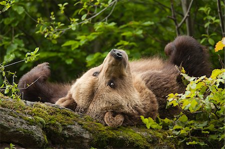 simsearch:600-03478686,k - Female Brown Bear Lying on Rock, Bavarian Forest National Park, Bavaria, Germany Stock Photo - Premium Royalty-Free, Code: 600-03567814
