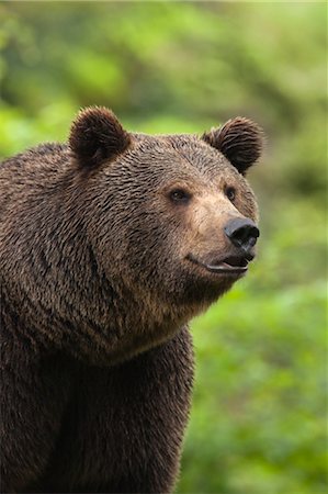 simsearch:600-03478686,k - Brown Bear, Bavarian Forest National Park, Bavaria, Germany Stock Photo - Premium Royalty-Free, Code: 600-03567810