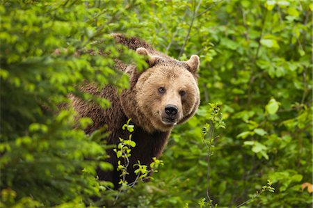 simsearch:600-03478686,k - Brown Bear, Bavarian Forest National Park, Bavaria, Germany Stock Photo - Premium Royalty-Free, Code: 600-03567813