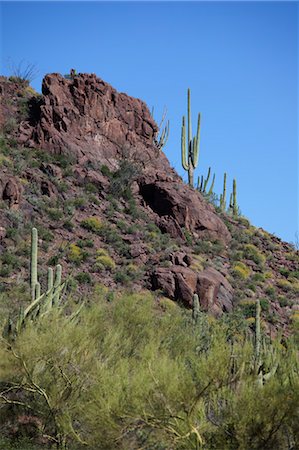 Saguaro Cactus, Organ Pipe National Park, Arizona, USA Stock Photo - Premium Royalty-Free, Code: 600-03563825
