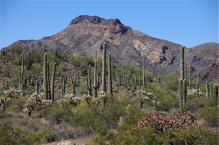Saguaro and Organ Pipe Cacti, Organ Pipe National Park, Arizona, USA Foto de stock - Sin royalties Premium, Código: 600-03563823